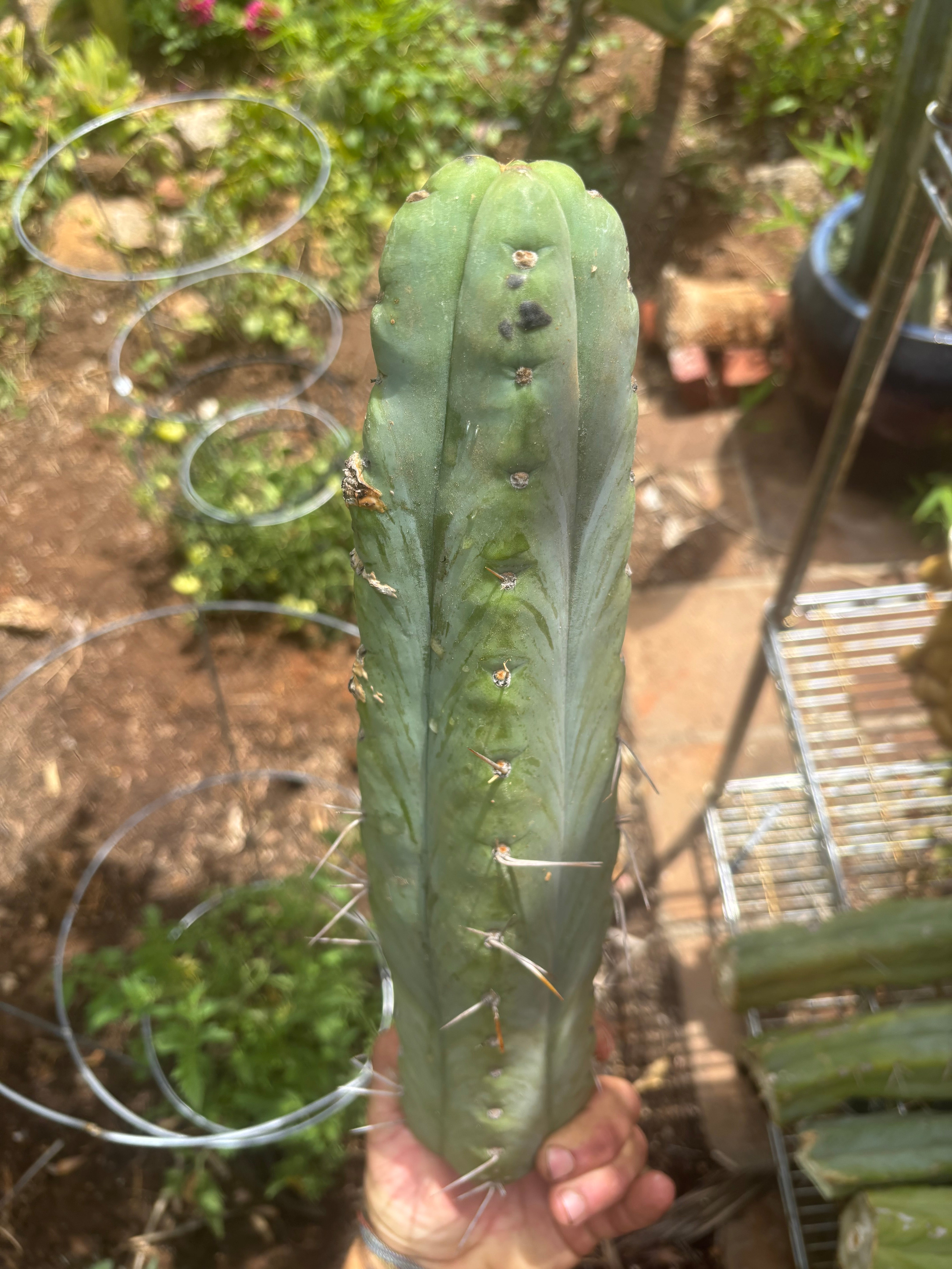 👑🌶️🌶️  Jiimz Twin Spine — XL Mature 15” Tips (Restocked Again)