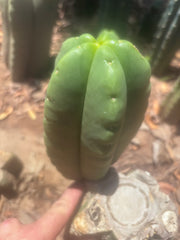 💎👑💎🌶️ Ferah — Fat 7.5” Pup