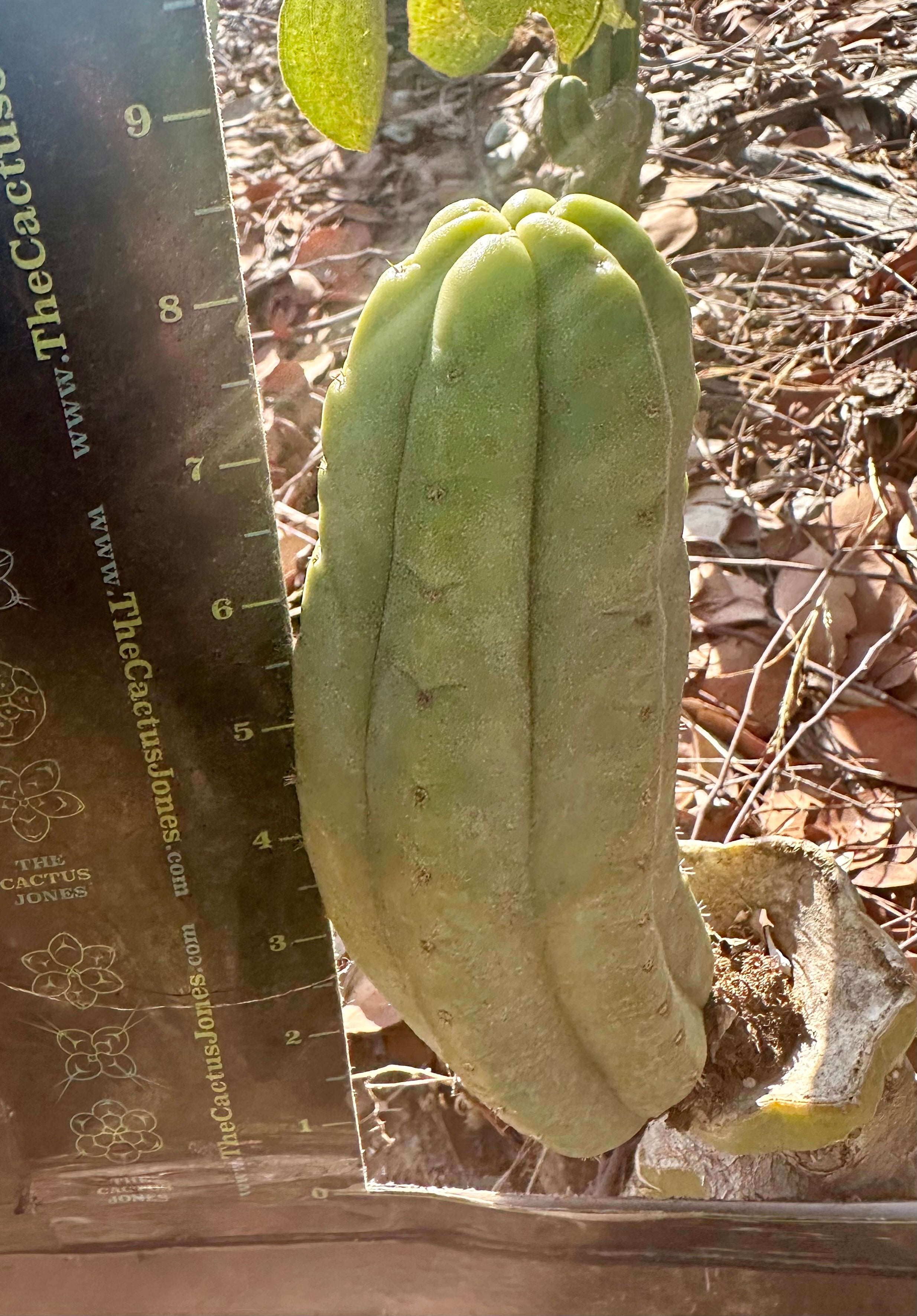 👑🌶️🌶️ Ogun — Another 9” Pup
