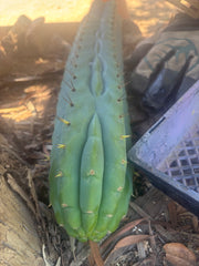 💎👑🌶️  Ashdod — XL 17” Magnum Tip