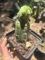 👑🌶️🌶️ Dulzura Wax — Small Rooted Tip