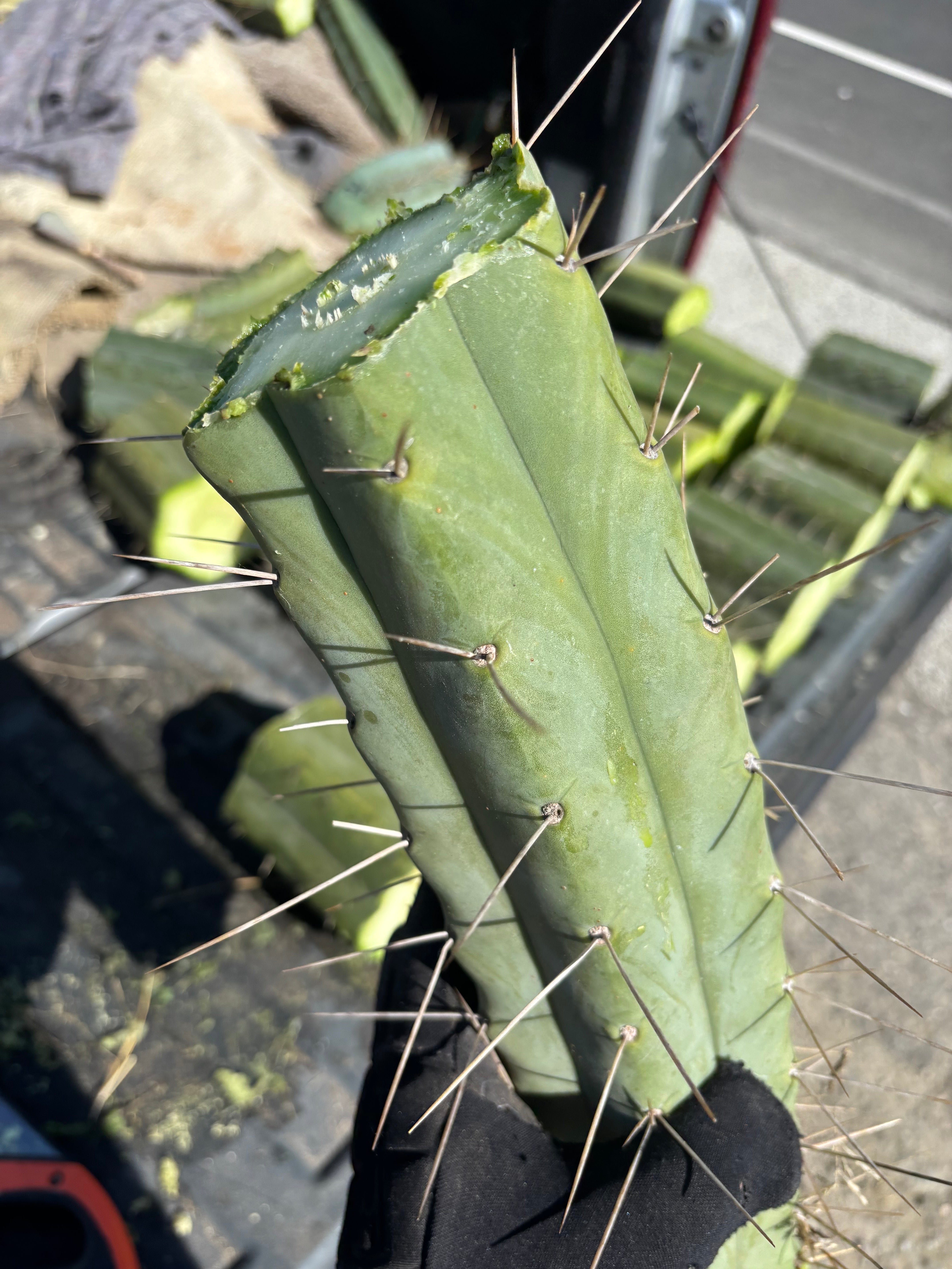 👑🌶️🌶️ Eileen — Massive 14” Mid