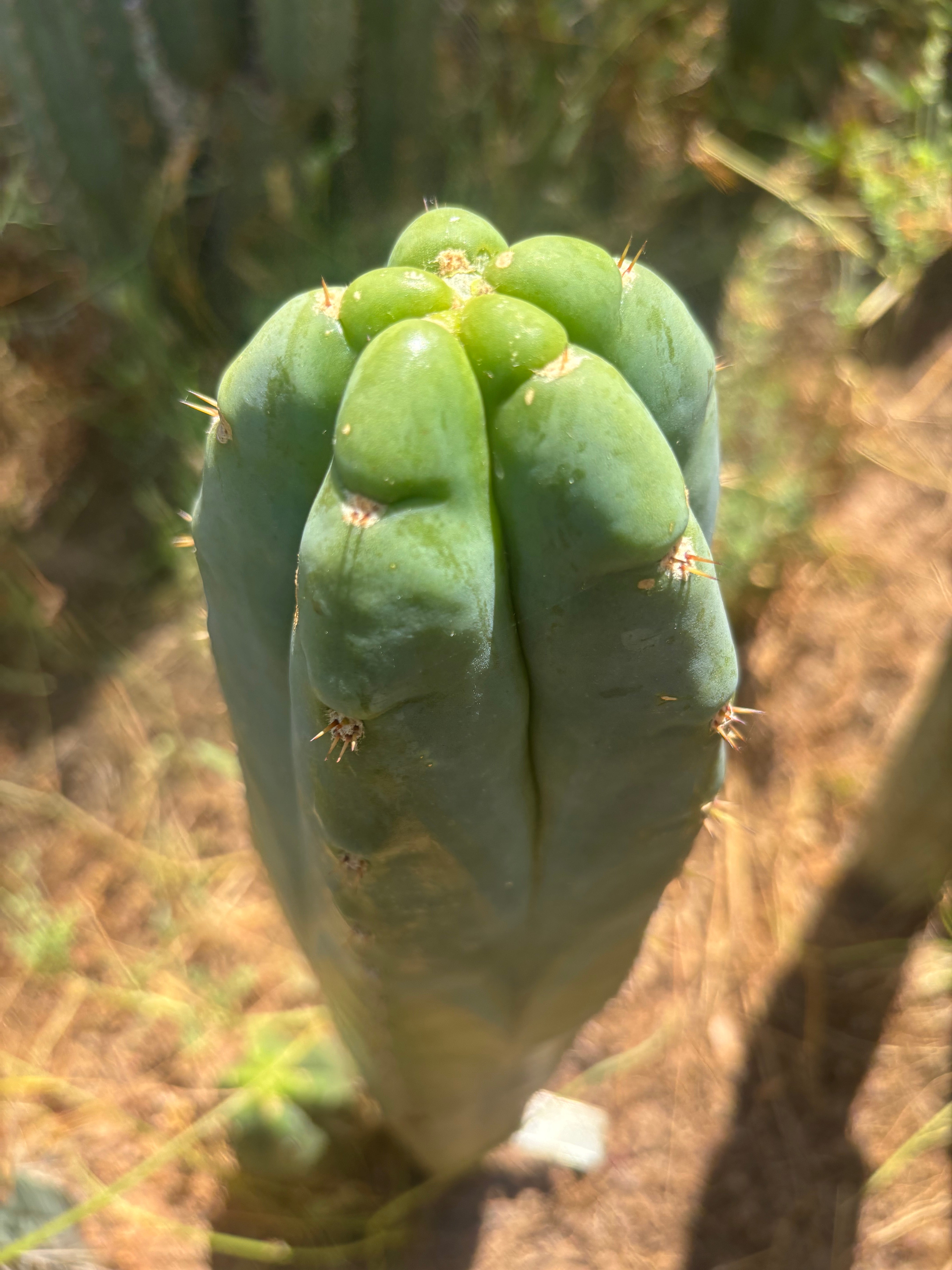 💎👑🌶️ Bob’s Colossus — Beefy 11” Tip