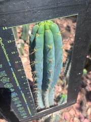 🌶️ 0201 — XL 15” Pup