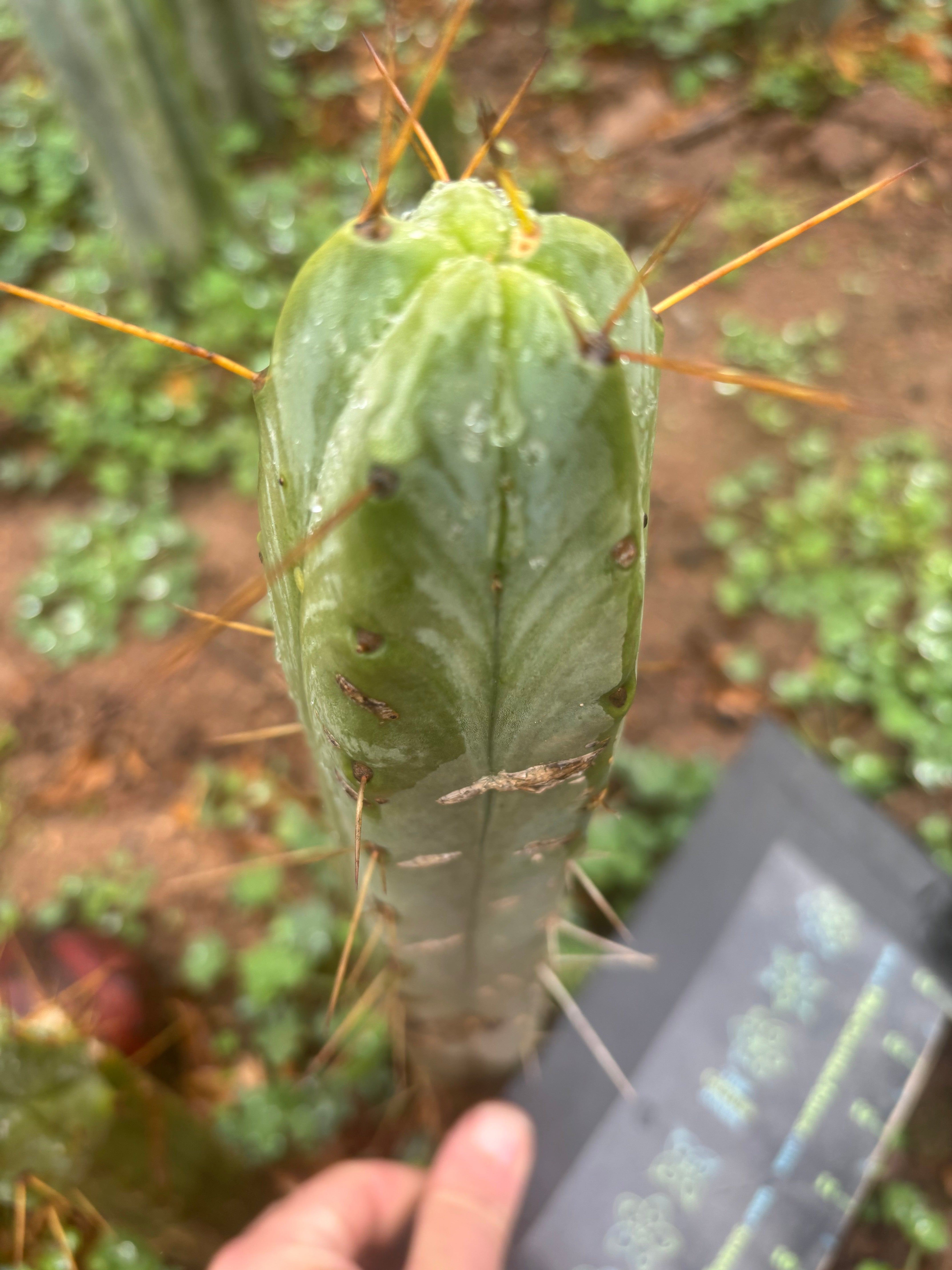 👑🌶️🌶️ Dulzura — 10” Tip