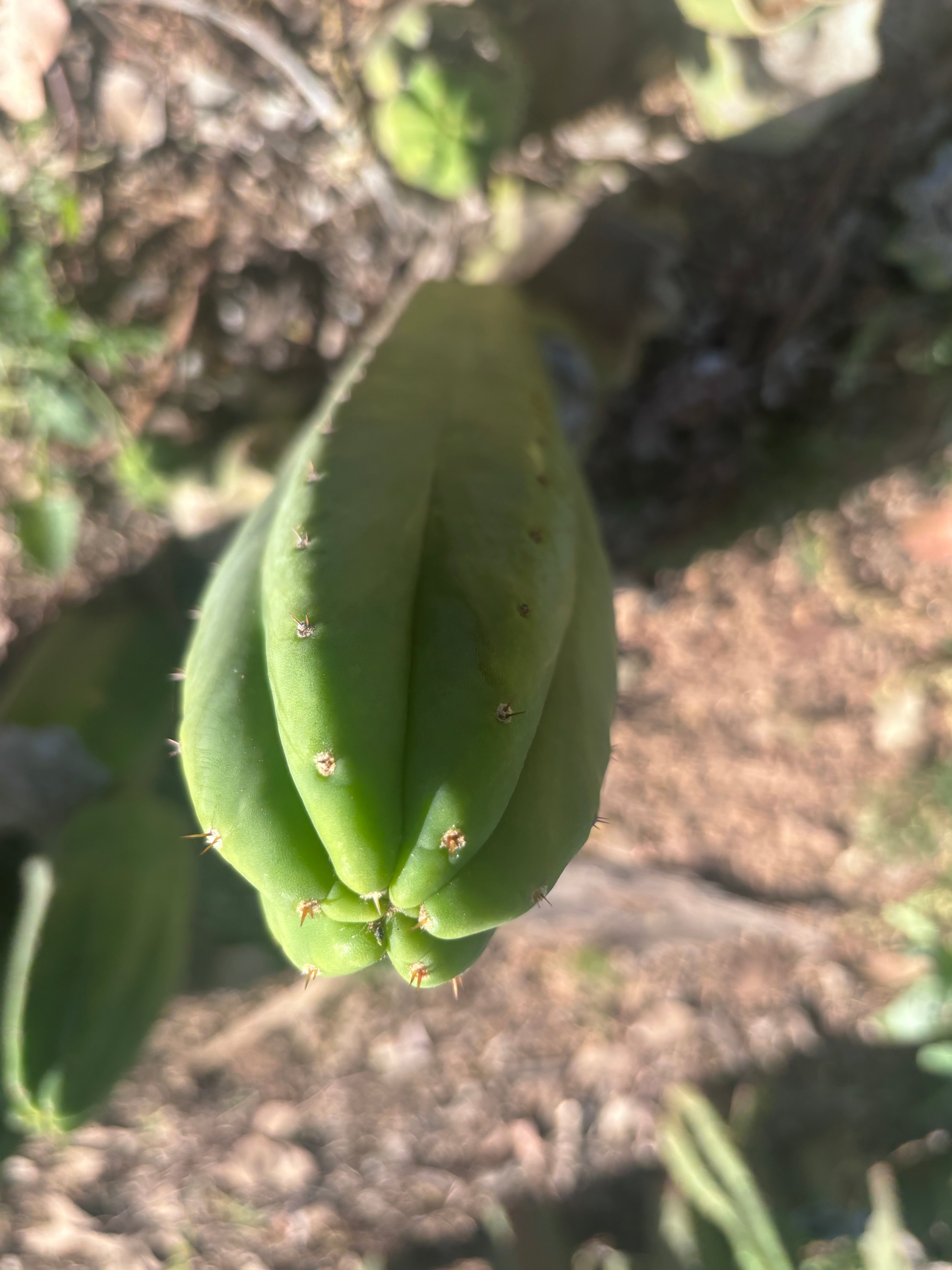 👑🌶️🌶️ Ogun — 11” Tip