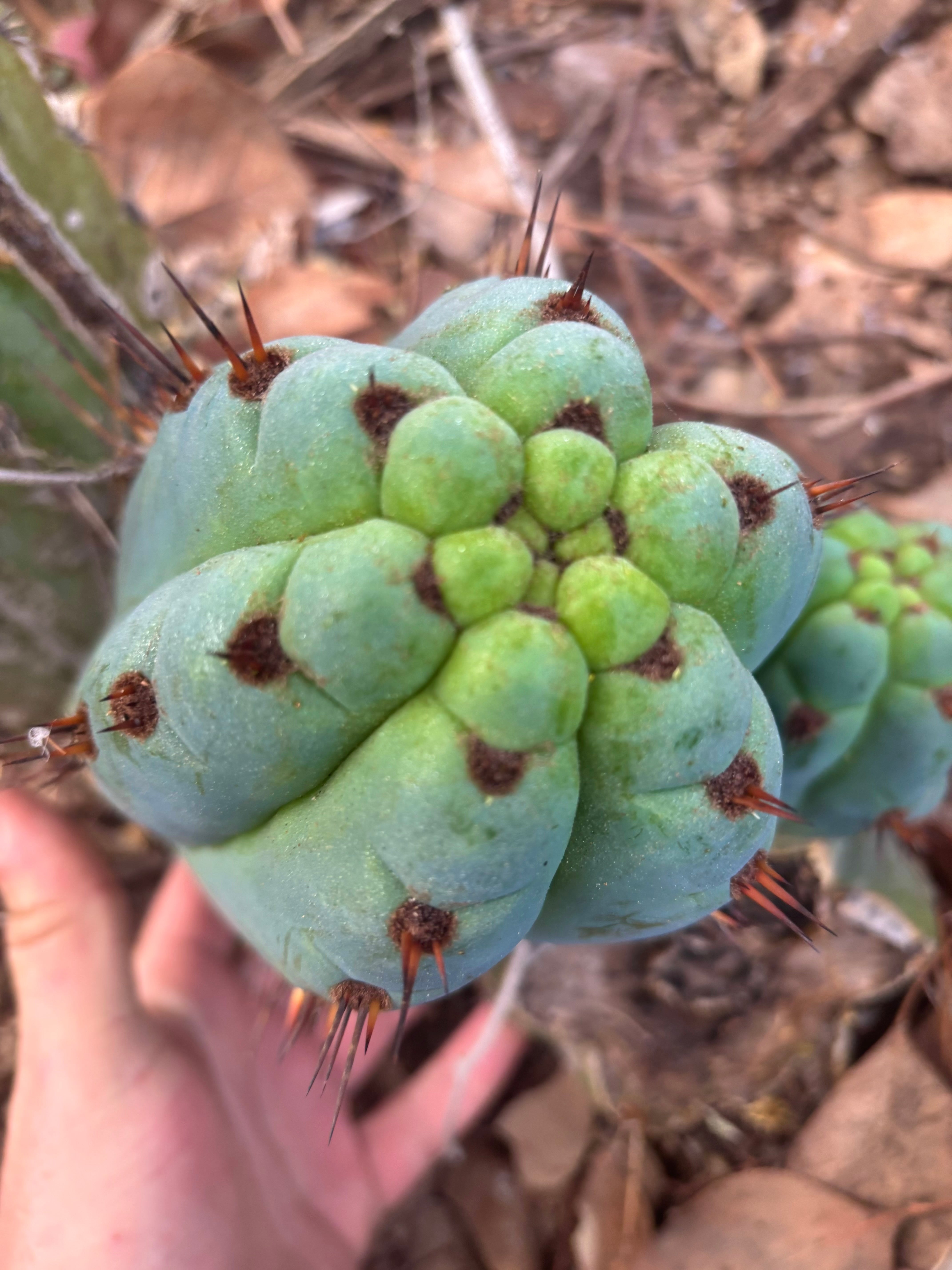 💎👑 Papa Smurf — 8” Chonk Melon