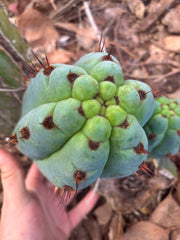 💎👑 Papa Smurf — 8” Chonk Melon