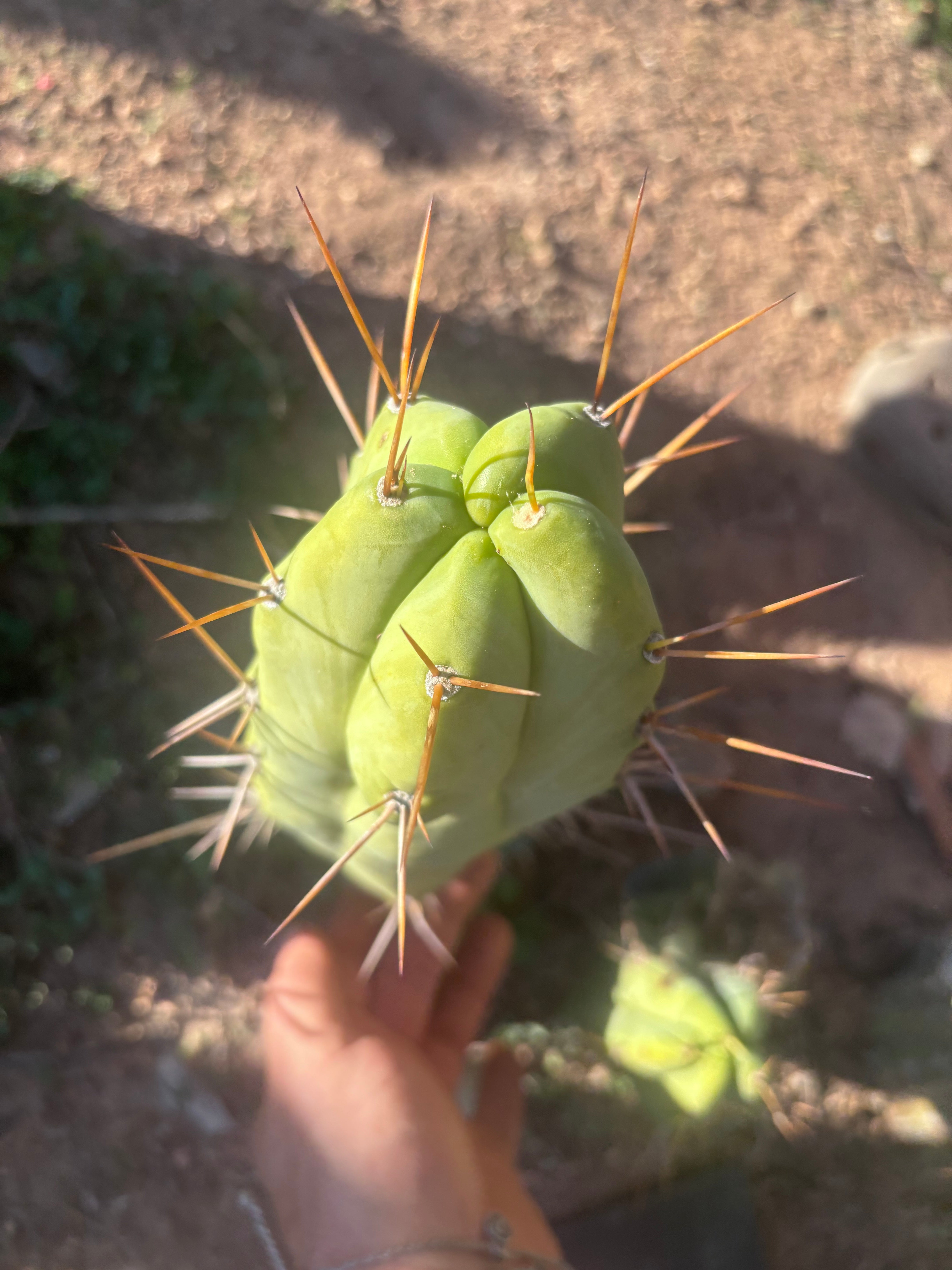 💎👑🌶️ Bruce — 10” Pup