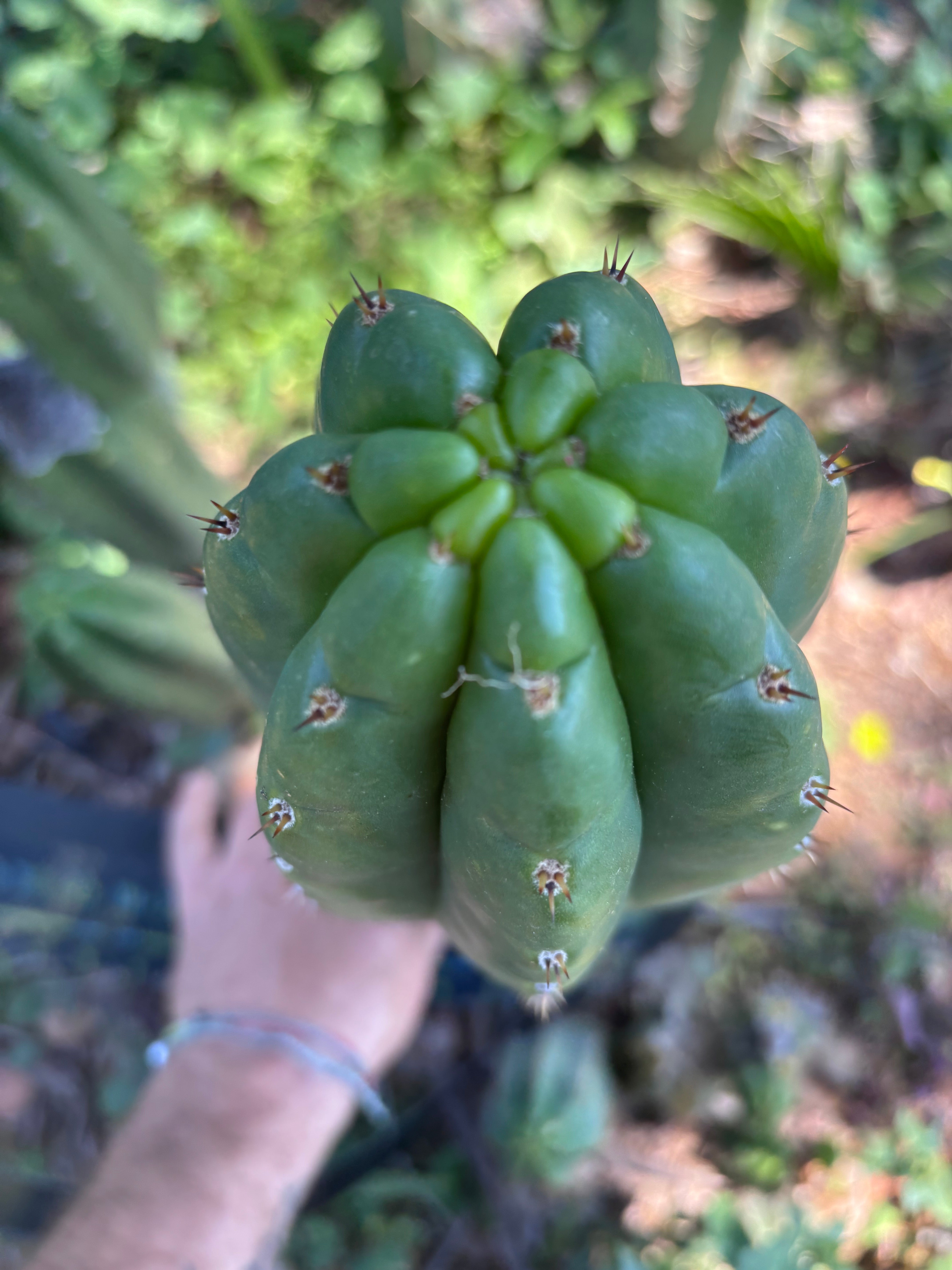 👑💎🌶️ Lima — MASSIVE 16” Pup