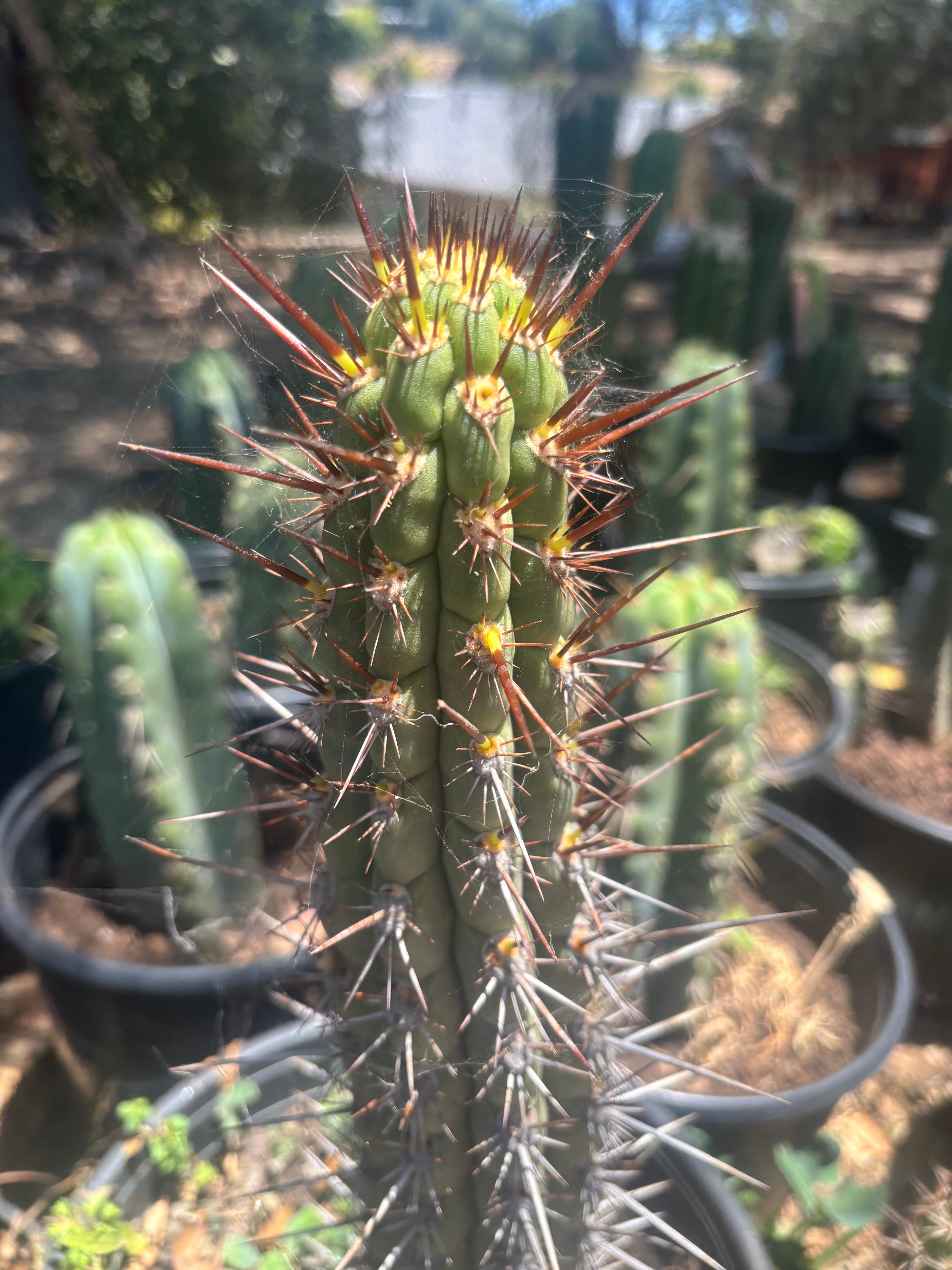 💎👑💎 T. Deserticola — 8” Tip