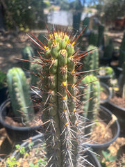 💎👑💎 T. Deserticola — 8” Tip