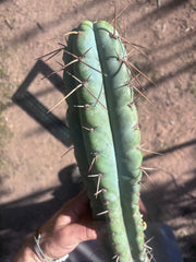 💎🌶️ NOM — XL 16” Tip
