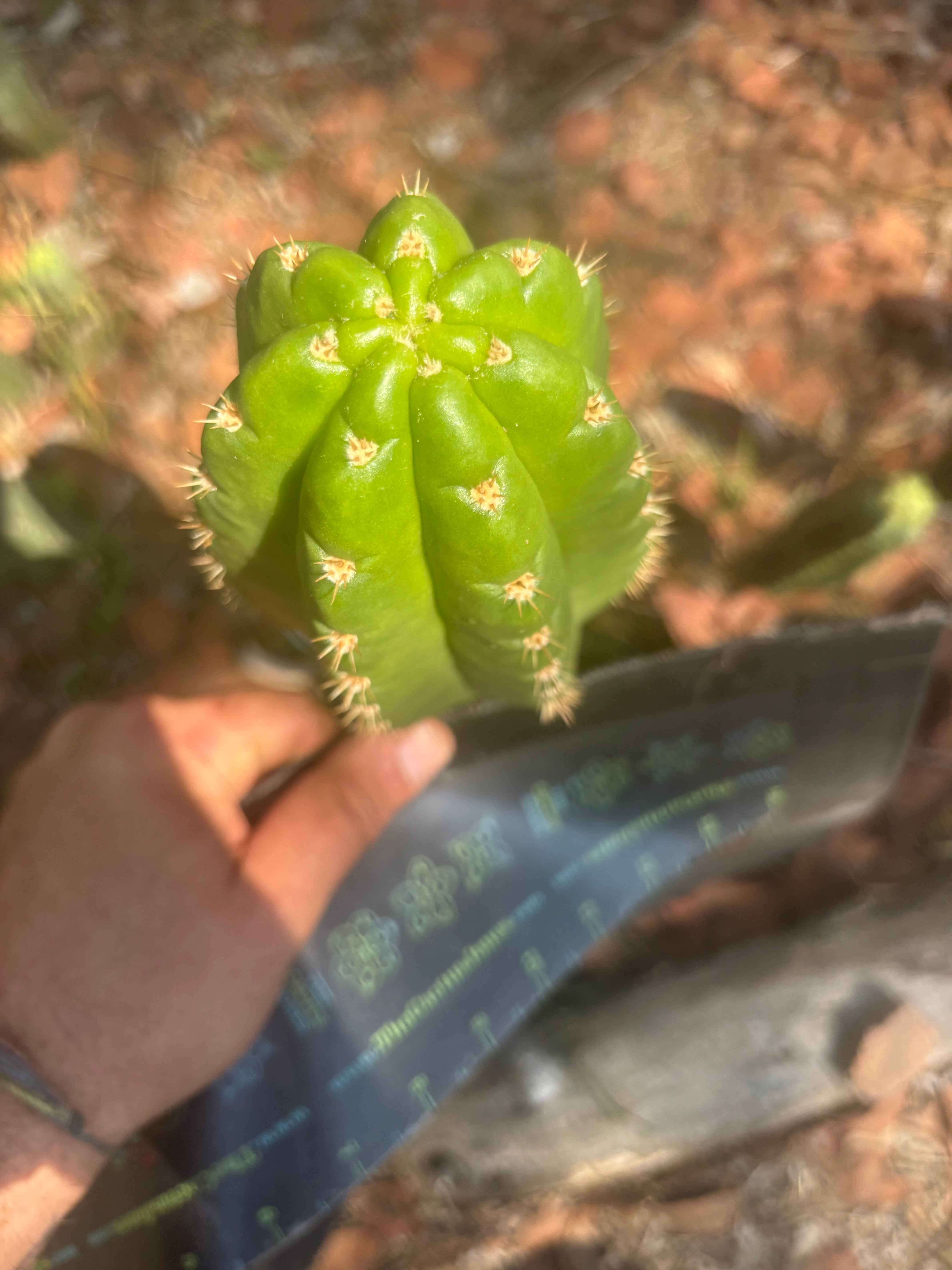 💎👑💎🌶️ CareBear — 6.5” Tip