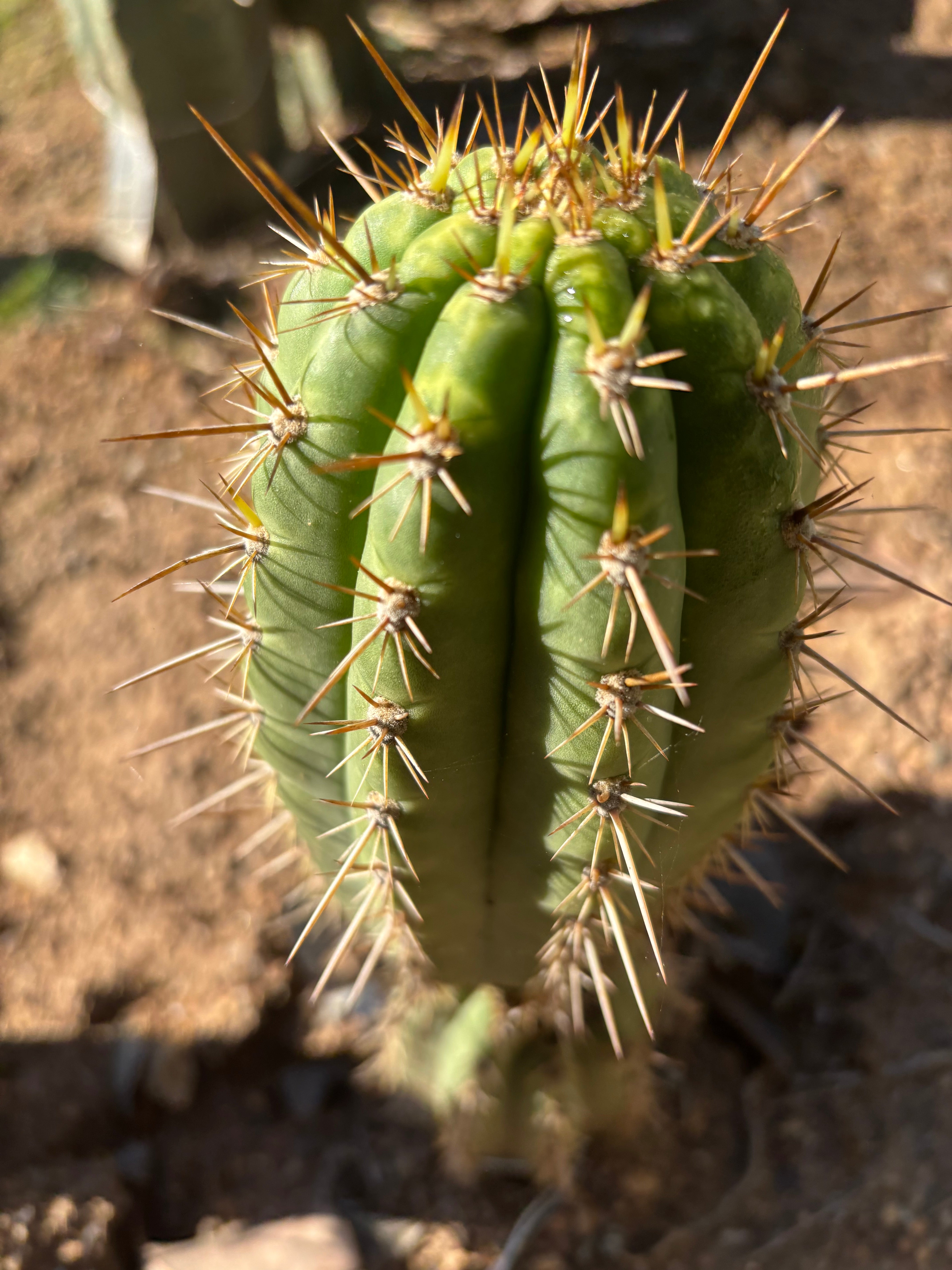 👑💎 Frankie — Fat 7” Pup