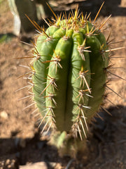 👑💎 Frankie — Fat 7” Pup