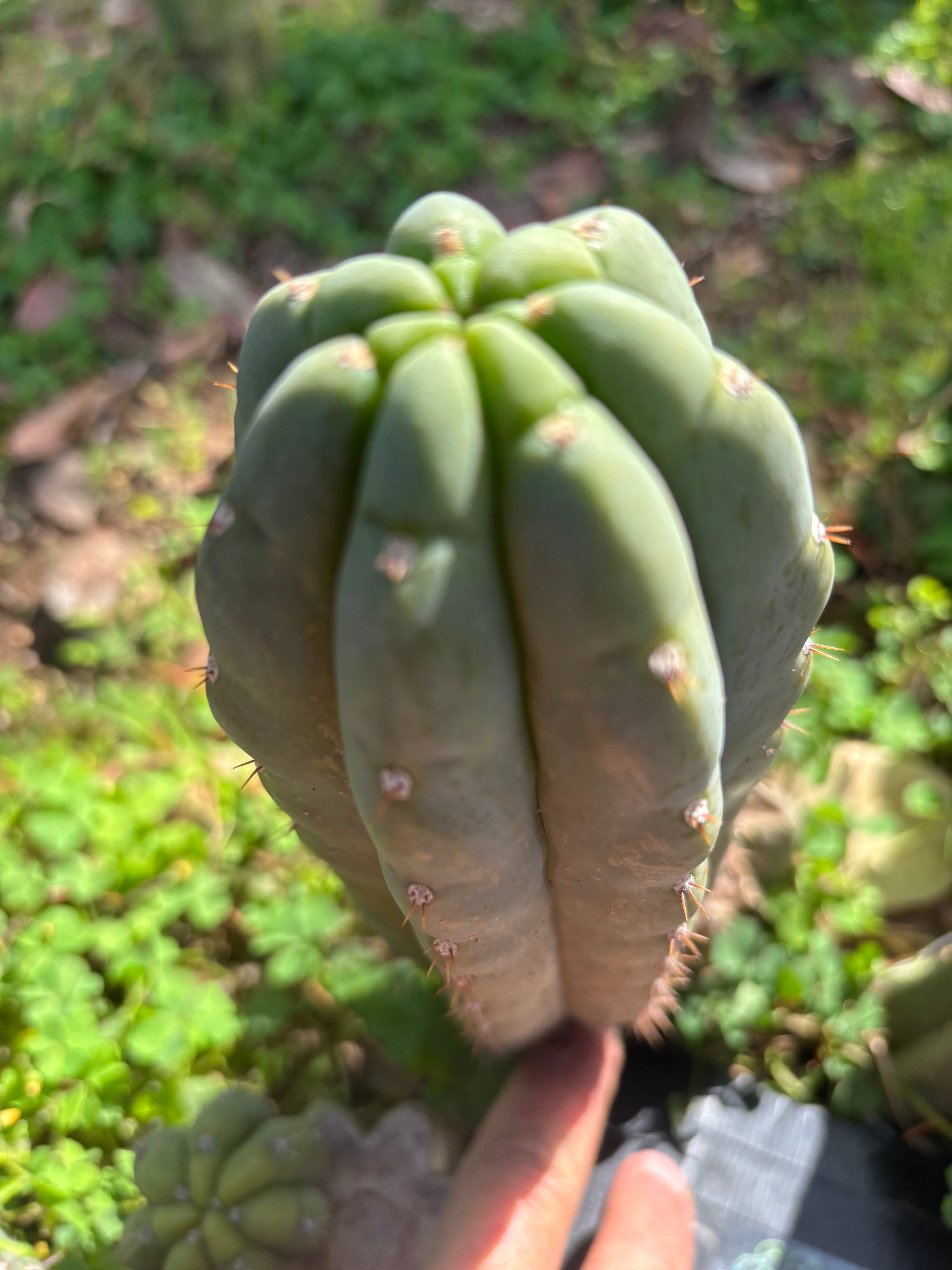👑🌶️ Blue Ecuador — Chonky 9” Pup