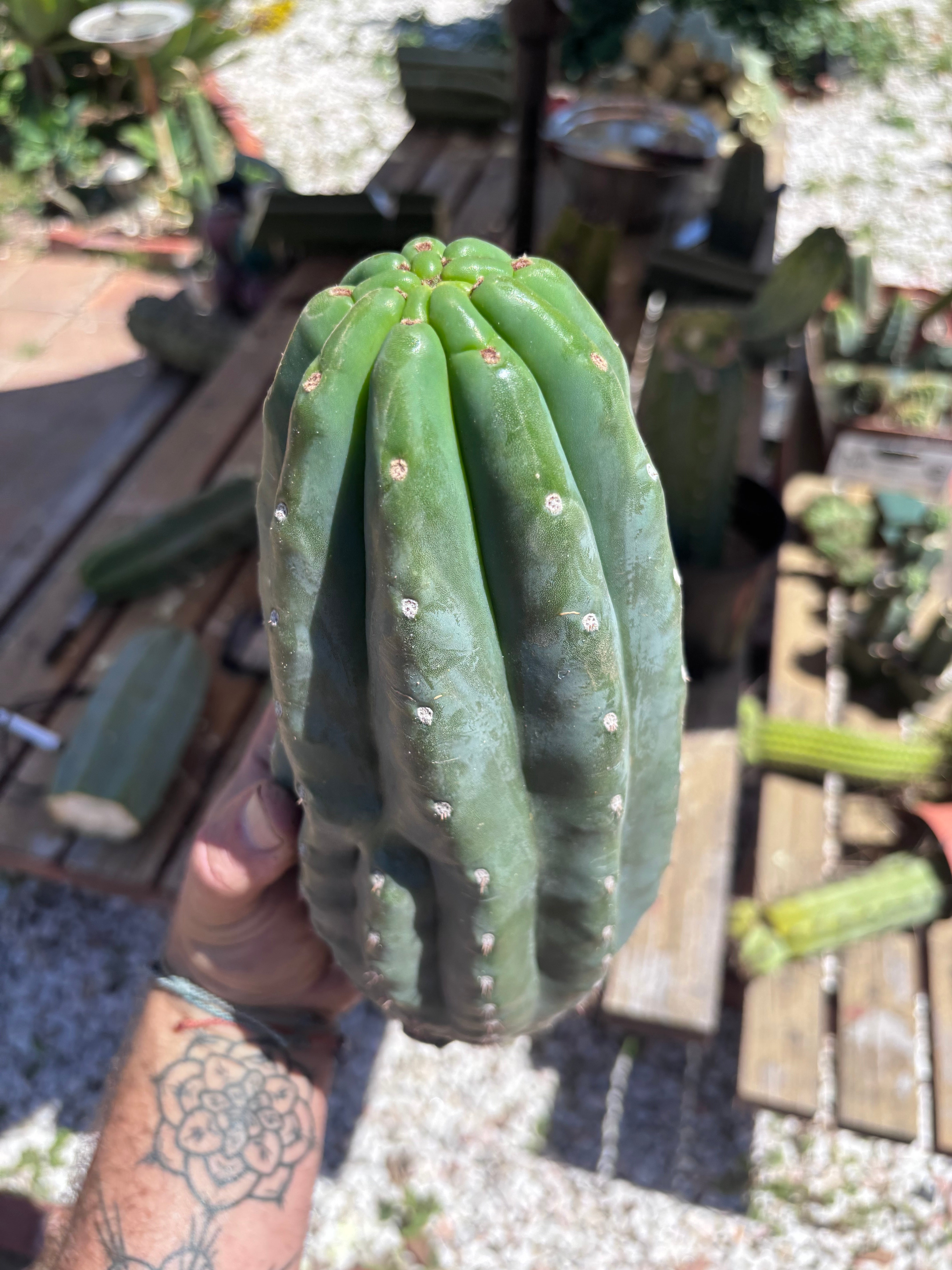 👑🌶️ Pierre — BEEFY 12” Pup