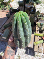 👑🌶️ Pierre — BEEFY 12” Pup