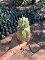 👑💎 Grecas — Established Tip Graft on Beefy Rooted PC