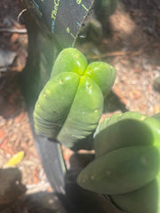 💎👑🌶️ Ferah — 8” Fourwang Pup