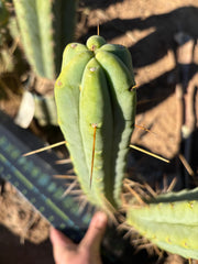👑🌶️🌶️ Jiimz Twin Spine  — 13” Pups
