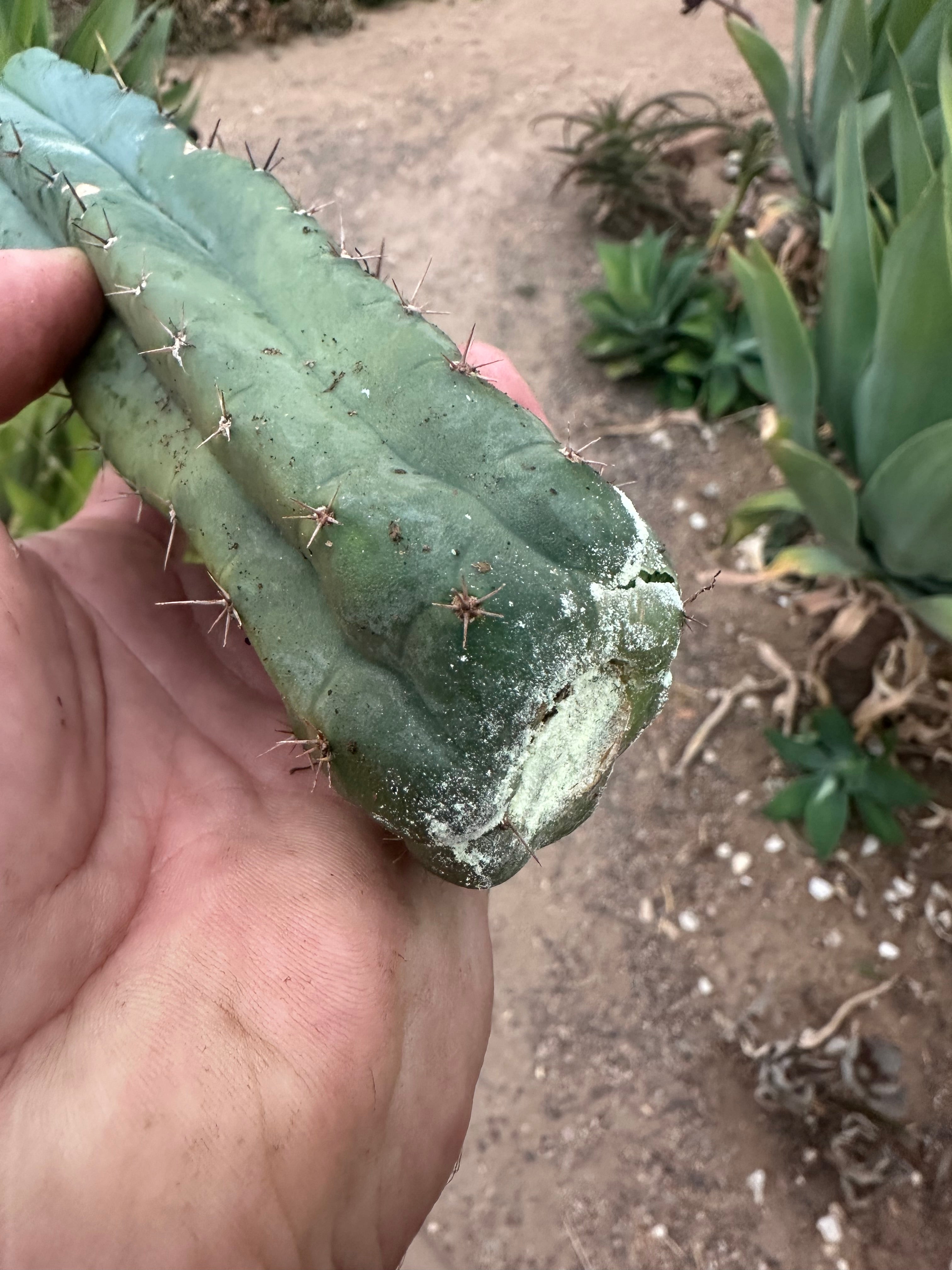 -👑 🌶️🌶️ Pala! — 10”  Pup