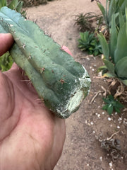 -👑 🌶️🌶️ Pala! — 10”  Pup