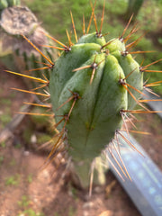 👑💎🌶️ CSD — 6.5” Tip