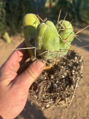 👑🌶️🌶️  TBM Clone B — Fully Rooted