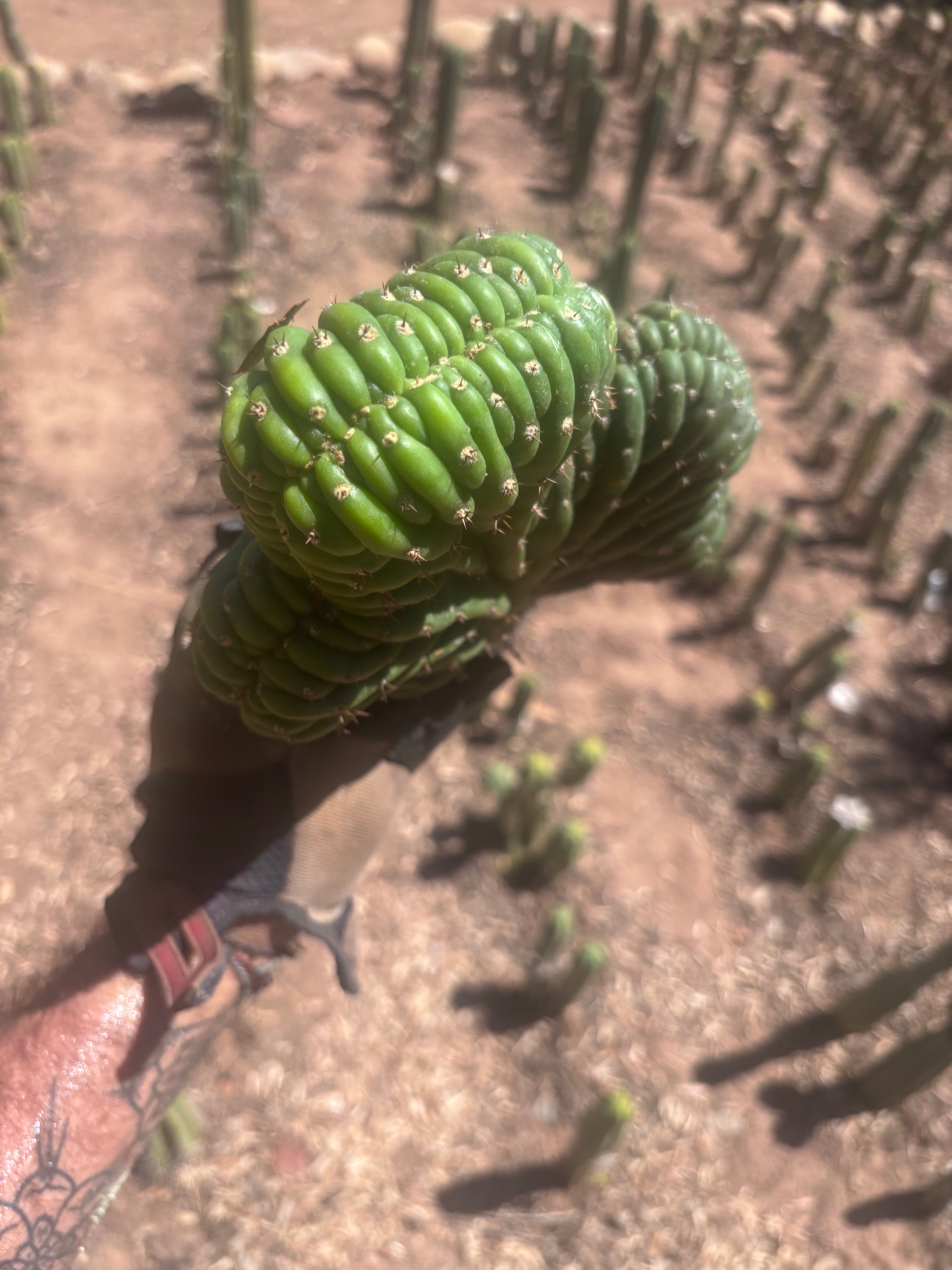 💎👑 TPMC — Large Crests (3)