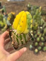 💎🔰 Ferah x Velvet, Vari #2 (FVV2) — Rooted Tip Graft