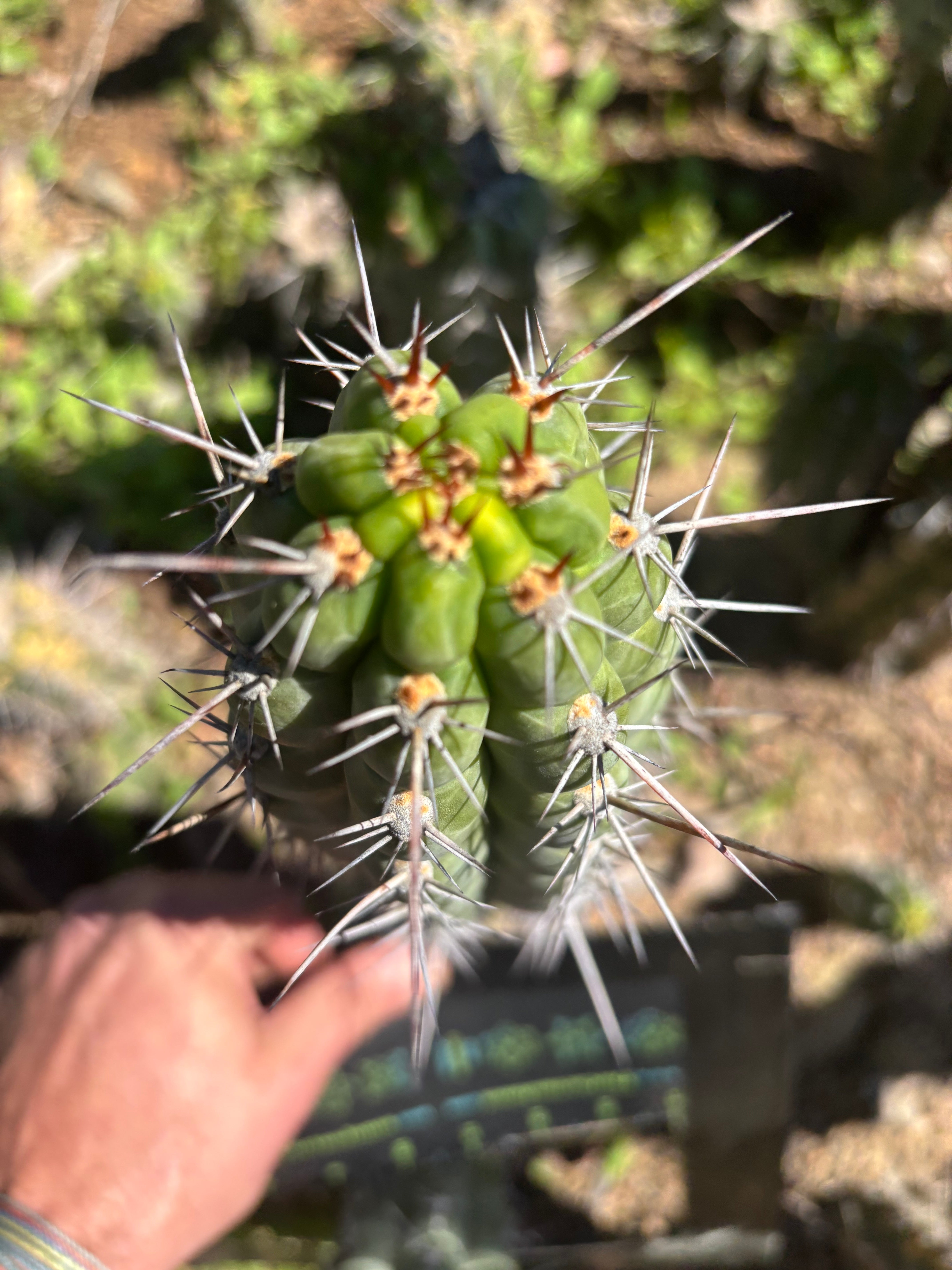 👑 Chala Restocked! — Notchy 10” Tips