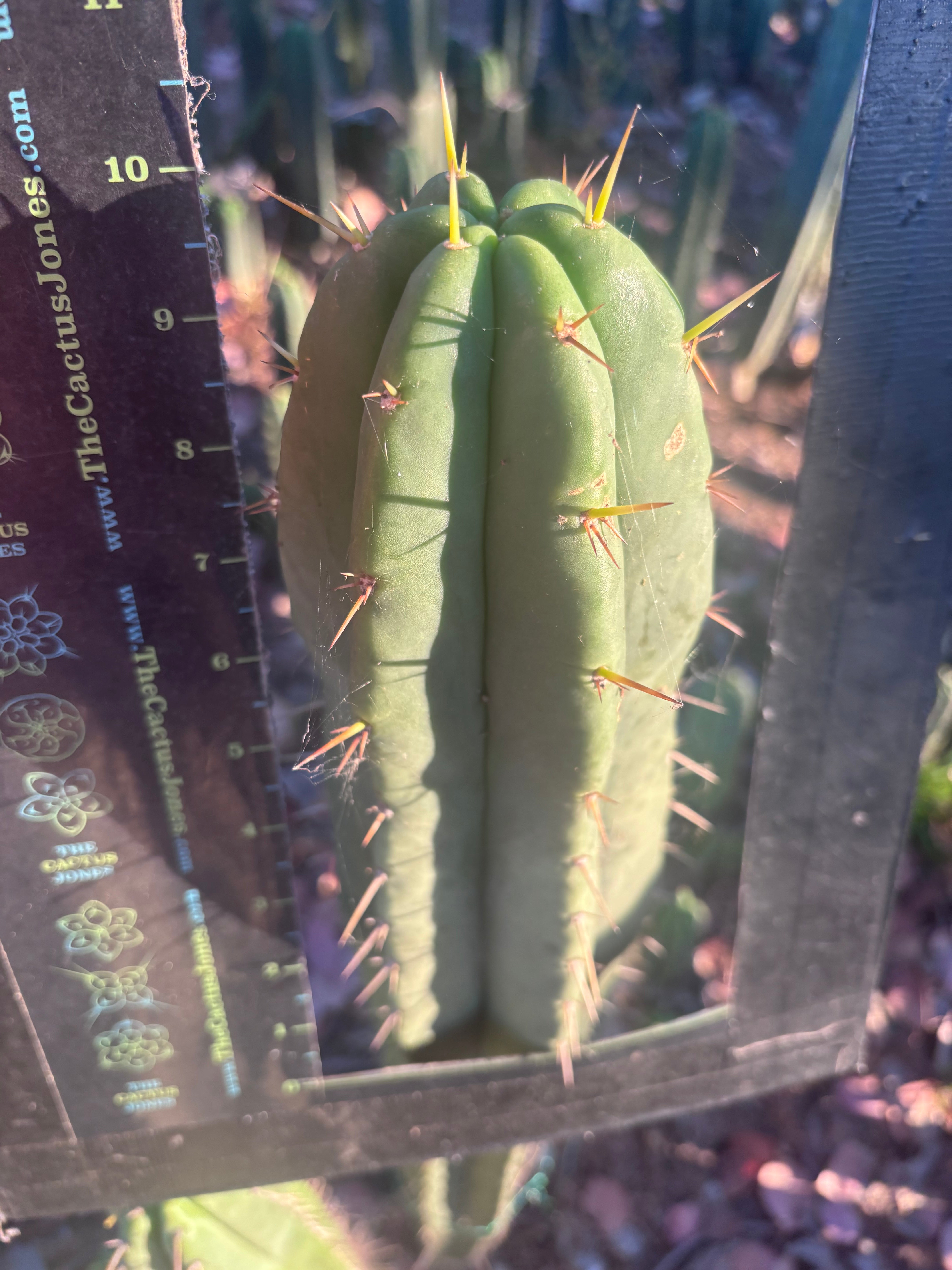 👑🌶️ Malo4 (F2)  — Fat 10” Tip
