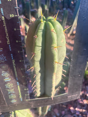 👑🌶️ Malo4 (F2)  — Fat 10” Tip