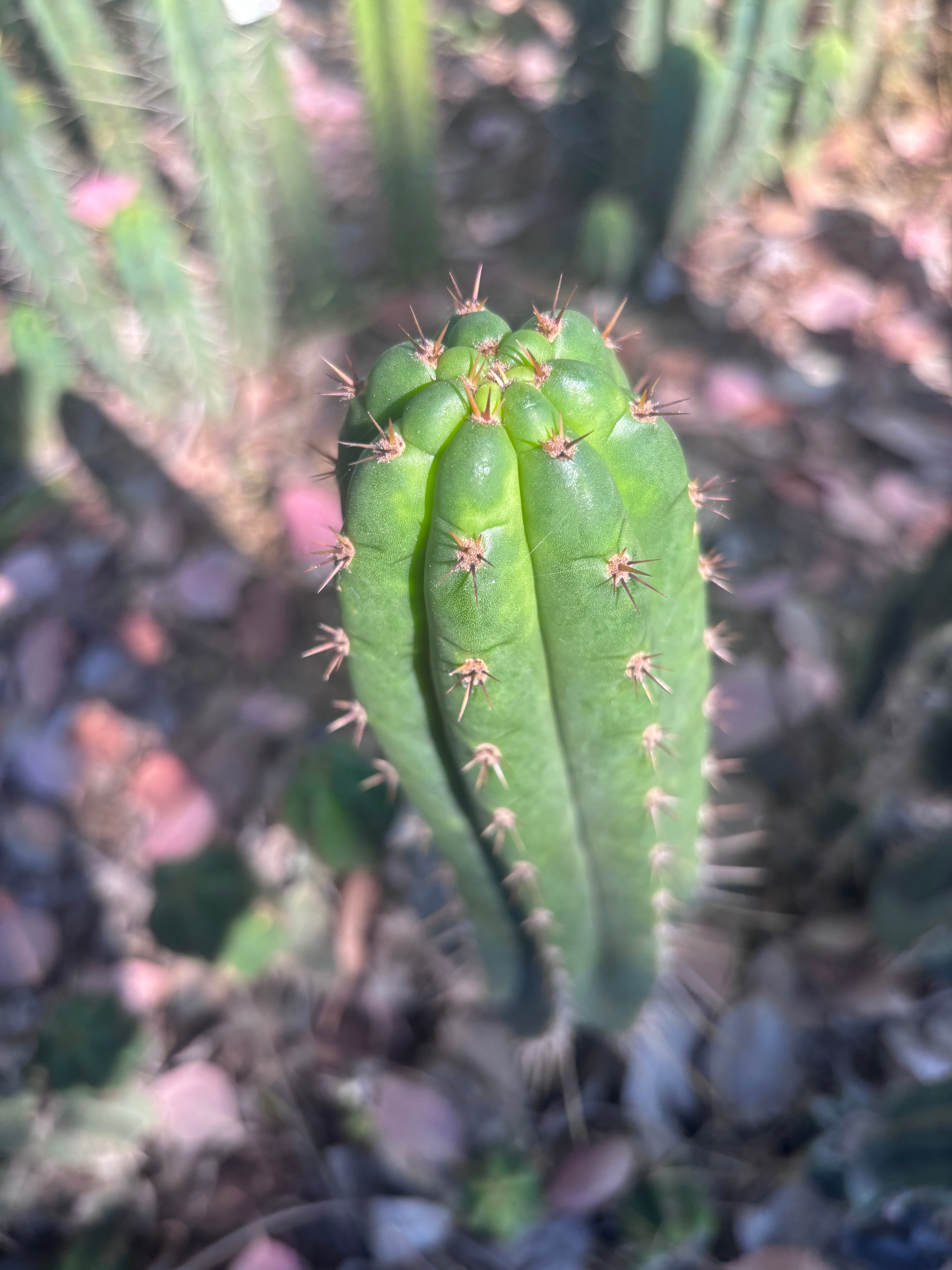 👑🌶️ Torres & Torres — 14” Pup