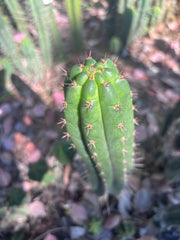 👑🌶️ Torres & Torres — 14” Pup