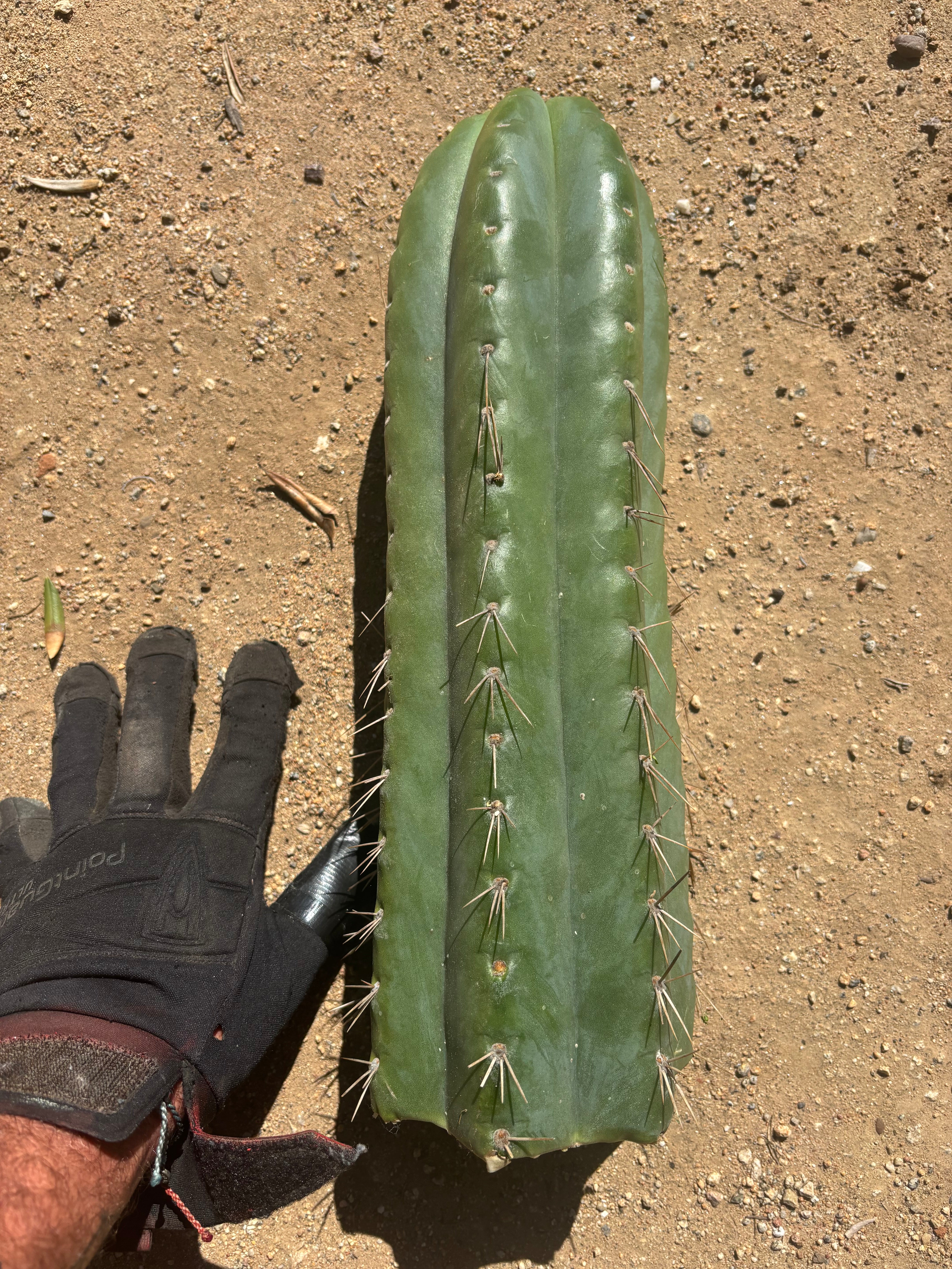 💎🌶️ Fields x SS02 — MASSIVE 14” Tip