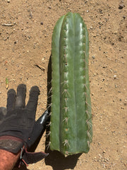 💎🌶️ Fields x SS02 — MASSIVE 14” Tip