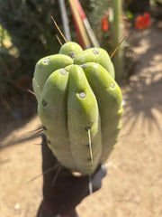 👑💎🌶️🌶️ Eileen — Max Girth 12” Tips