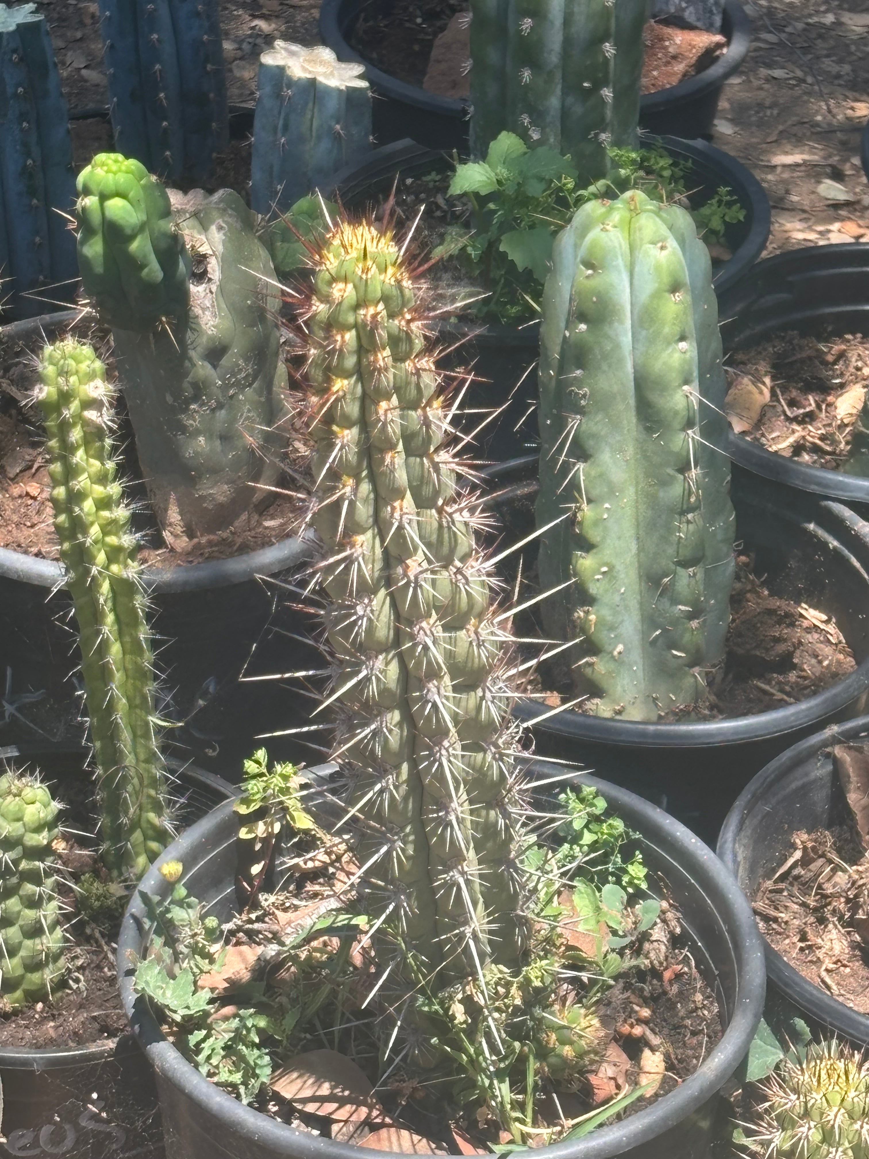 💎👑💎 T. Deserticola — 8” Tip