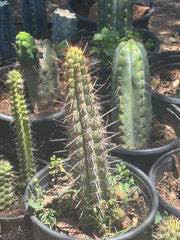 💎👑💎 T. Deserticola — 8” Tip