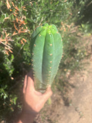 👑🌶️ Ventucky Blue — XL 17” Pups