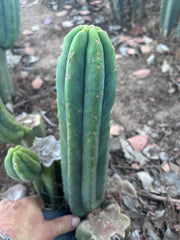 Custom listing for Alexi P