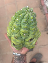 👑💎 BIG Glorp Chunk