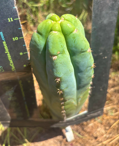 💎👑🌶️ Bob’s Colossus — Beefy 11” Tip