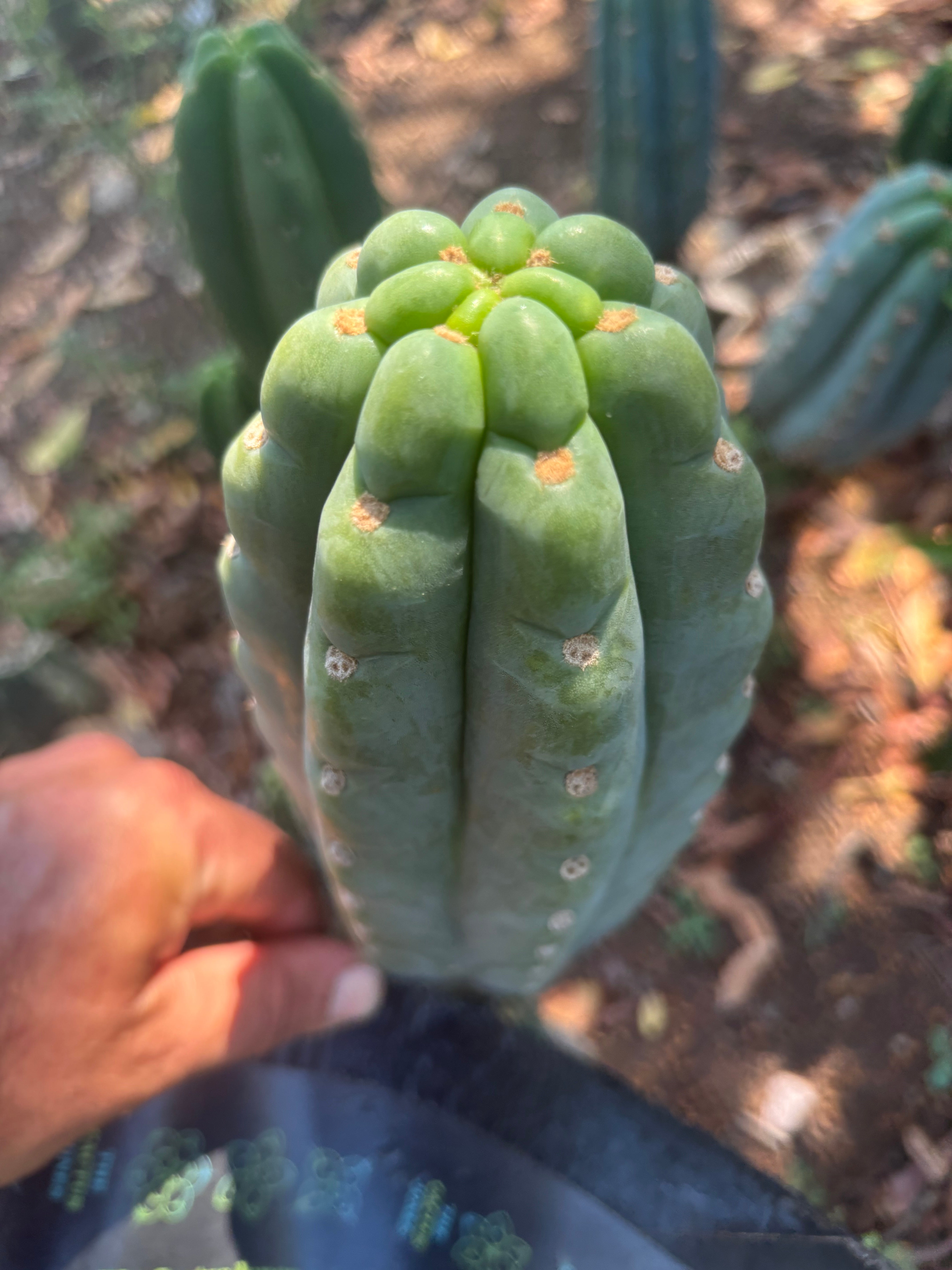 👑🌶️  Ichoca — Chonky 7” Tip