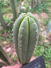 Fields x Yowie  — 10” Tips