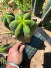 Hulk x Super Pedro —  10.5” Pup