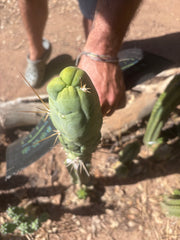 💎👑 Bruce’s Dragon — Chonky 8” Tip